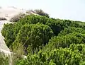 Pinos piñoneros entre las dunas en el Parque Nacional de Doñana (España).