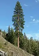 Pino ponderosa en el bosque nacional de Wenatchee.