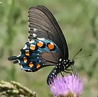 Mariposa cola de golondrina azul (Battus philenor) vista ventral (modelo)