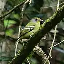 Piprites chloris - Wing-barred Piprites