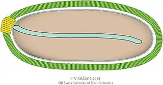 Cápside de la familia Pithoviridae que infecta protistas.