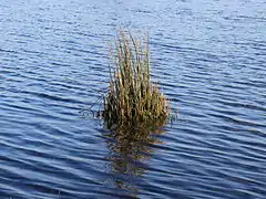 Prisa común (Juncus effusus), Juncaceae