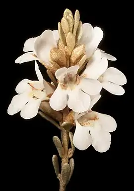 Pityrodia (Pityrodia lepidota)