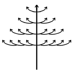 El eje principal es ortótropo y monopodial, las ramas laterales son plagiótropas y simpodiales. Ejemplos: Terminalia y Bucida (Combretaceae).