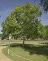 Árbol lunar en el campus de la Universidad Estatal de Mississippi.