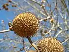 Fruto múltiple de aquenios en Platanus.