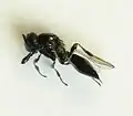 Platygaster sp. hembra.