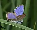 Plebejus argus, macho (Alemania)