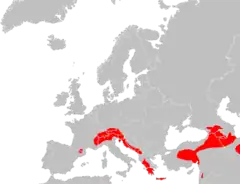 Distribución de P. macrobullaris.