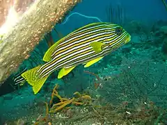 Torácico. (Plectorhinchus vittatus)