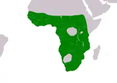 Distribución de Plectropterus gambensis     Área de ocupación permanente.