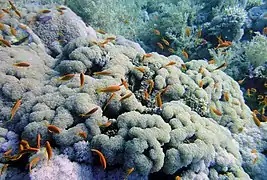 Cardumen de Pseudanthias squamipinnis sobre colonias de P. sinuosa, Sinaí del Sur, Egipto.