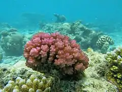 Pocillopora sp viva