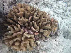 Pocillopora elegans, en el atolón Baa, Maldivas