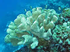 Pocillopora eydouxi, isla Lizard, Australia