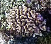 Pocillopora ligulata en Samoa Americana