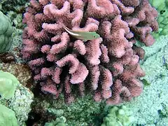 Pocillopora meandrina