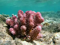 Pocillopora verrucosa, Reunión