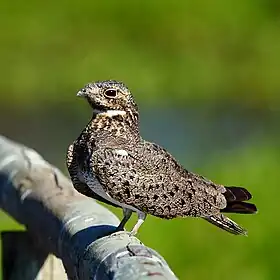 Podager (Chordeiles) nacunda Nacunda Nighthawk