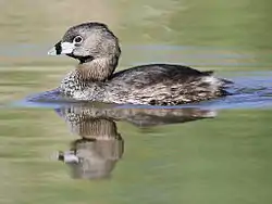 Zumbullidor Piquipinto (Podilymbus podiceps)