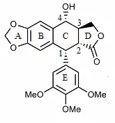 Ring assignment and numbering of podophyllotoxin.