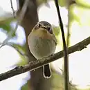 Poecilotriccus plumbeiceps Ochre-faced Tody-Flycatcher