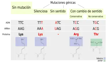 Mutaciones puntuales