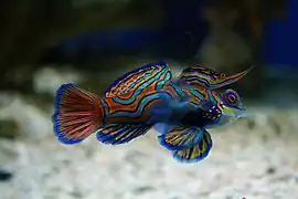 Synchiropus splendidus