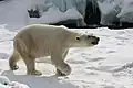 Un oso polar vagando en su hábitat en el Zoológico de Búfalo