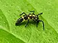 Larva de Cycloneda munda