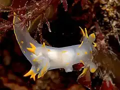 Polycera faeroensis