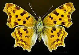 ♀, vista dorsal