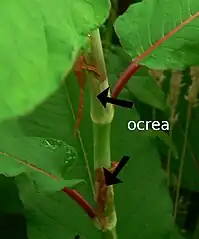 Ócrea en Polygonum polystachyum.