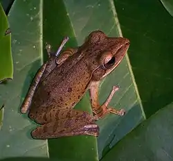 Polypedates leucomystax