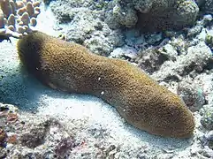 P. talpina en isla Masig, Australia