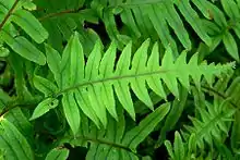 Polypodium