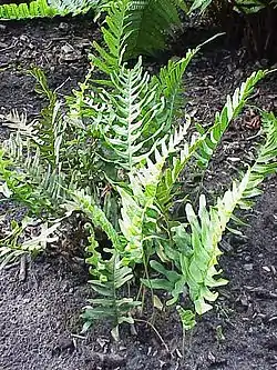 Figura 4.22. Polypodium.