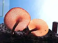 Cuerpos frutales de Polyporus sp. con tallo (Indonesia)