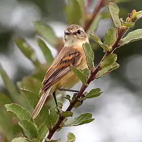 Polystictus pectoralis Bearded Tachuri