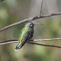 Picaflor de antifaz en Dourado - SP - Brasil