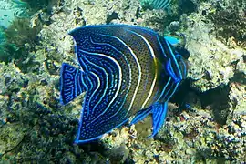 P. semicirculatus juvenil mutando a coloración de adulto