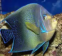 En el Steinhart Aquarium, San Francisco, Estados Unidos de América