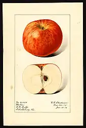 Acuarela de manzana 'Melon'.
