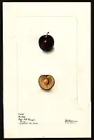 Image of the Rastus variety of plums (scientific name: Prunus domestica), with this specimen originating in Denton, Caroline County, Maryland, United States. (1902)