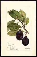 Image of the Steptoe variety of plums (scientific name: Prunus domestica), with this specimen originating in Colfax, Whitman County, Washington, United States. (1894)