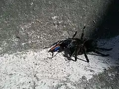 Pompilidae cazando una araña al menos 3 veces más grande; en Quito Ecuador