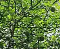 Detalle del árbol en el jardín botánico de la Universidad Carolina, Praga, República Checa.