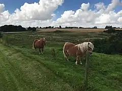 El camino cerca de Sæby