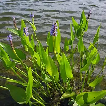 Hábito de Pontederia.