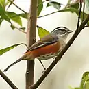 Monterita rabadilla roja o Monterita rojiza en Parque Estatal Intervales - SP - Brasil